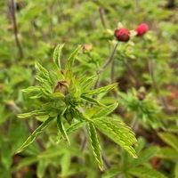 Potentilla nepalensis 'Miss Willmott'